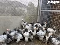 Brahma — Foto 3