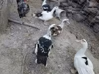Chickens — foto 5
