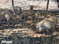 Boar, Мангалица — photo 7