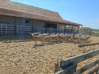 Ovelha, Merino sheep — foto 1