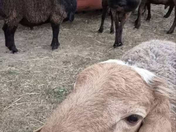 Carneiro, Hissar sheep
