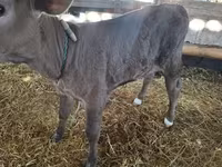 母牛, Cattle — 照片 3