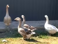 Geese — photo 2