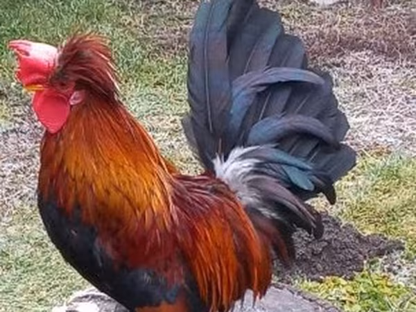 gallina danesa