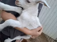 母山羊, Goats — 照片 1