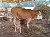 بقرة, Simmental cattle — الصورة 2