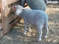 Kos, Merino sheep — 2. fotó
