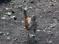 Chickens — photo 8