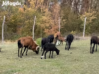 भेड़, Cameroon sheep — फ़ोटो 1