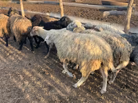 Bélier, Moutons — photo 2