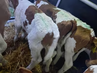 公牛, Simmental cattle — 照片 3