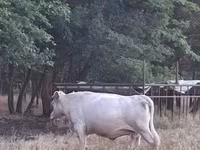 Vaca, Charolais cattle — foto 2