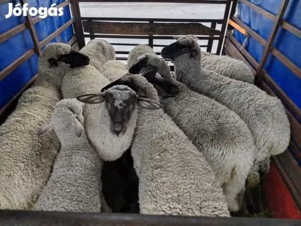 Ram, Sheep — Hungary