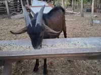 公山羊, Nubian Goat — 照片 1