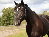 Hing, Percheron — 4. fotó