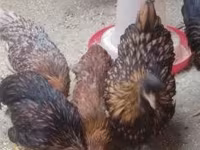 Chickens — 照片 1