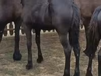 Бие, Friesian — 2-сурет