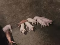 Boar, Pigs — photo 4