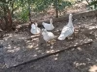 Ducks — Foto 1