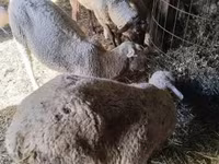 Ram, Sheep — photo 2