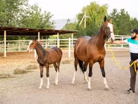 Stute, Akhal-Teke — Foto 3