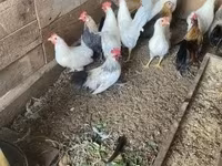 Chickens — foto 4