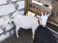 Ешкі, Saanen goat — 2-сурет