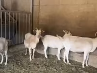 Nőstény kecske, Pomellata goat — 5. fotó