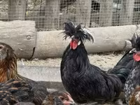 بوليش — الصورة 2