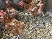 Chickens — الصورة 1