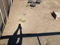 Guinea fowl — foto 2