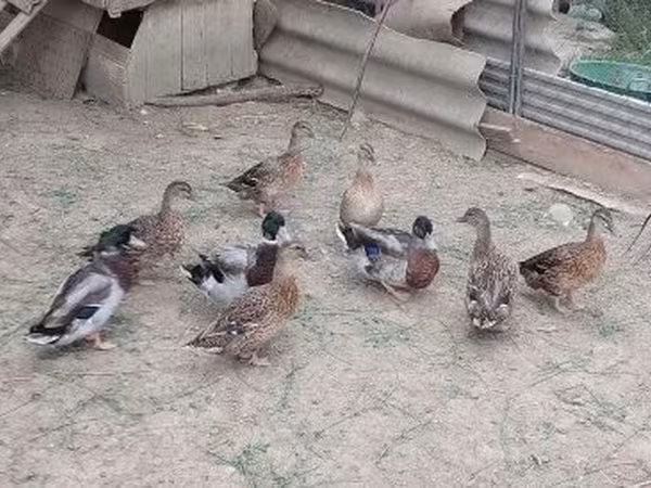 Ducks — Węgry