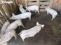 Pigs (batch, sex not specified), Крупная белая — photo 1
