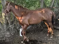 Koń, Kazakh horse — zdjęcie 1