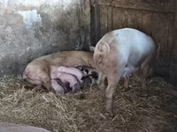 Schweine (Partie, Geschlecht nicht angegeben), Schweine — Foto 7