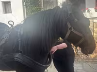 母马, Horses — 照片 2