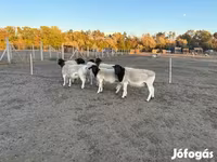मेढ़ा, Dorper sheep — फ़ोटो 3