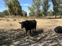 Toro, Aberdeen-Angus — foto 7