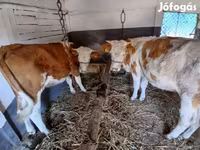 Tehén, Simmental cattle — 1. fotó