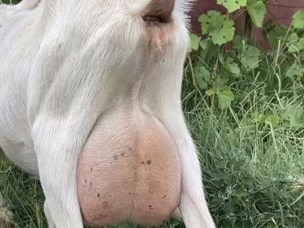 母山羊, Saanen goat