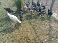 Turkeys — الصورة 5