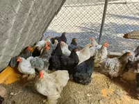 Pekin Bantam — 2. fotó