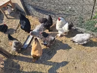Chickens — photo 4