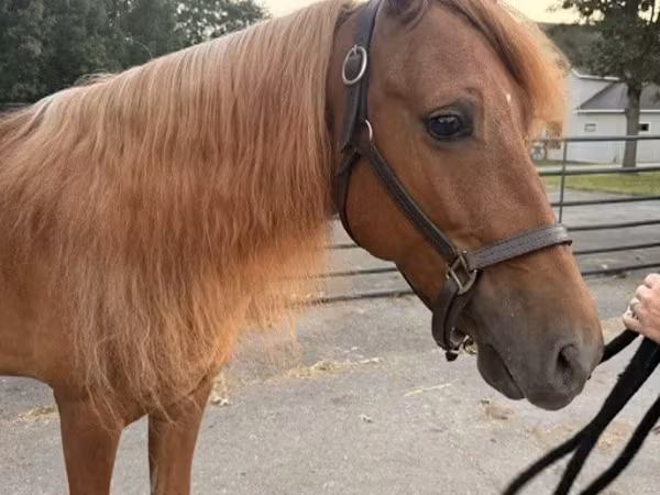Hing, Rocky Mountain Horse