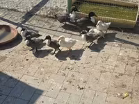 Ducks — Foto 1