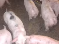 Pigs (batch, sex not specified), Pigs — photo 3