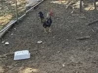Chickens — الصورة 4