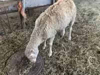 Sheep, Sheep — photo 3