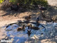 Ducks — Foto 1