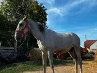 Horse (M), Lipizzaner — photo 2